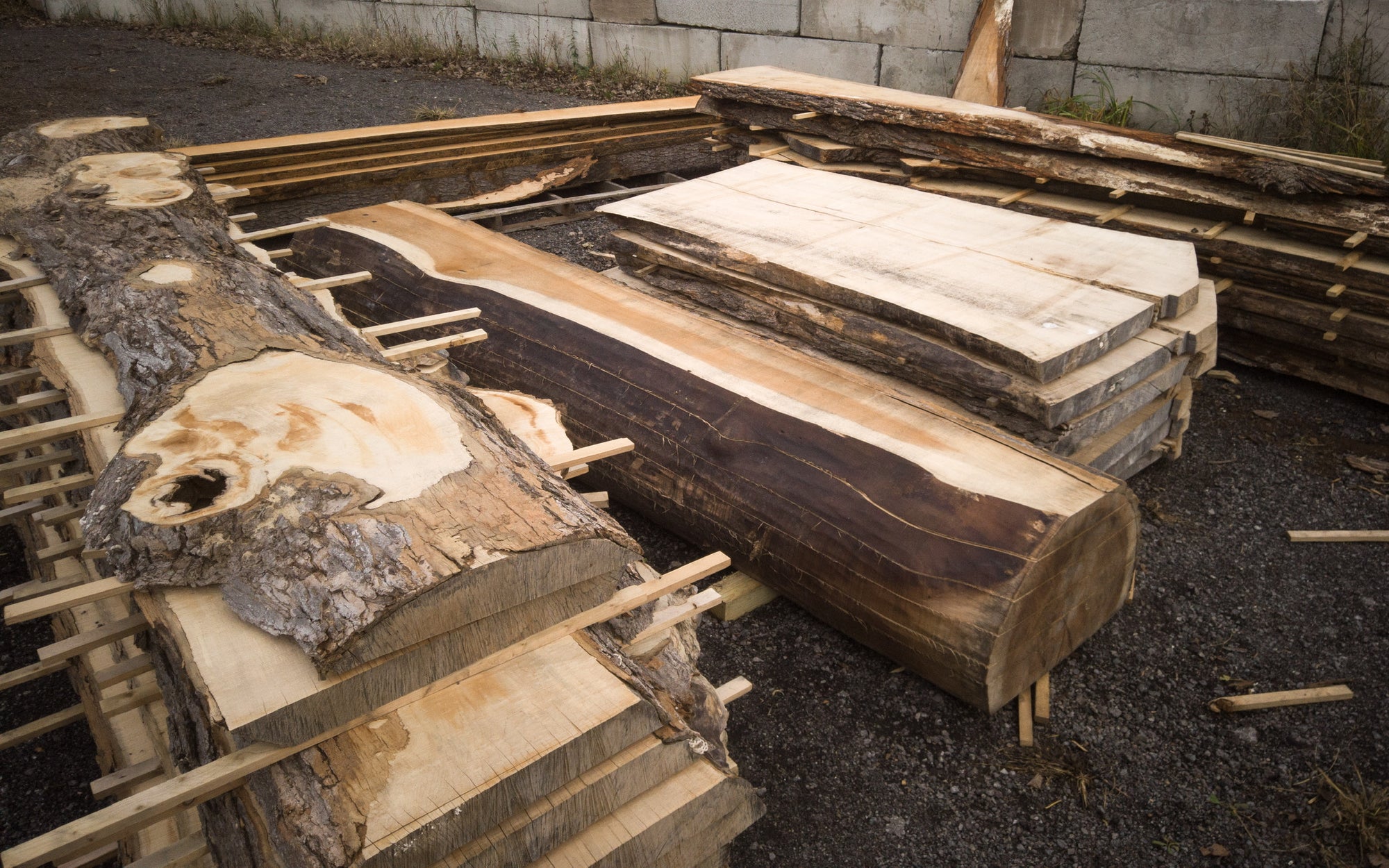 SUGAR MAPLE
